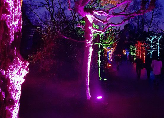 Das Foto zeigt bunt beleuchtete Wege beim Parkleuchten im Grugapark Essen