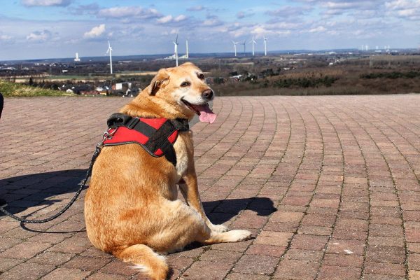 Das Foto zeigt einen Hund auf der Halde Rheinpreußen