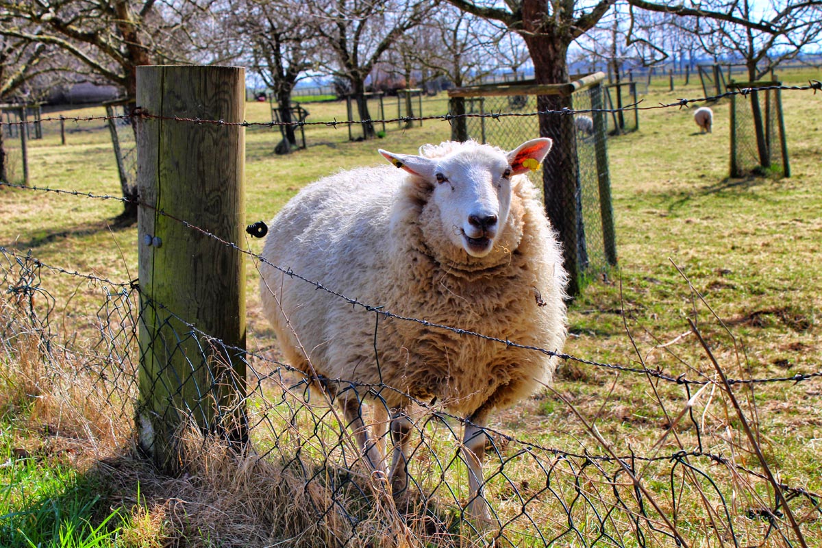 Das Foto zeigt ein Schaf auf der Weide