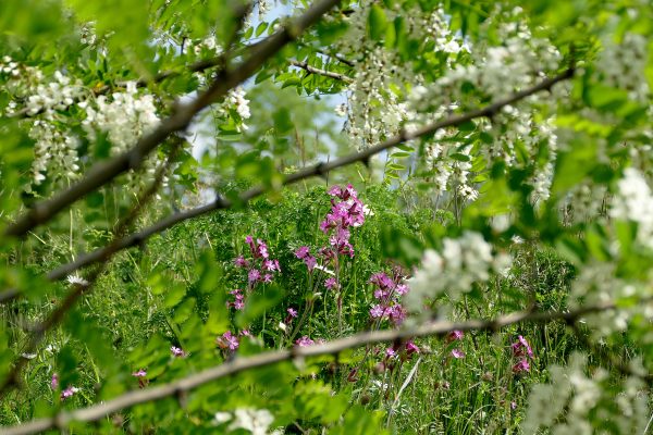 Das Foto zeigt Blumen im Bergpark