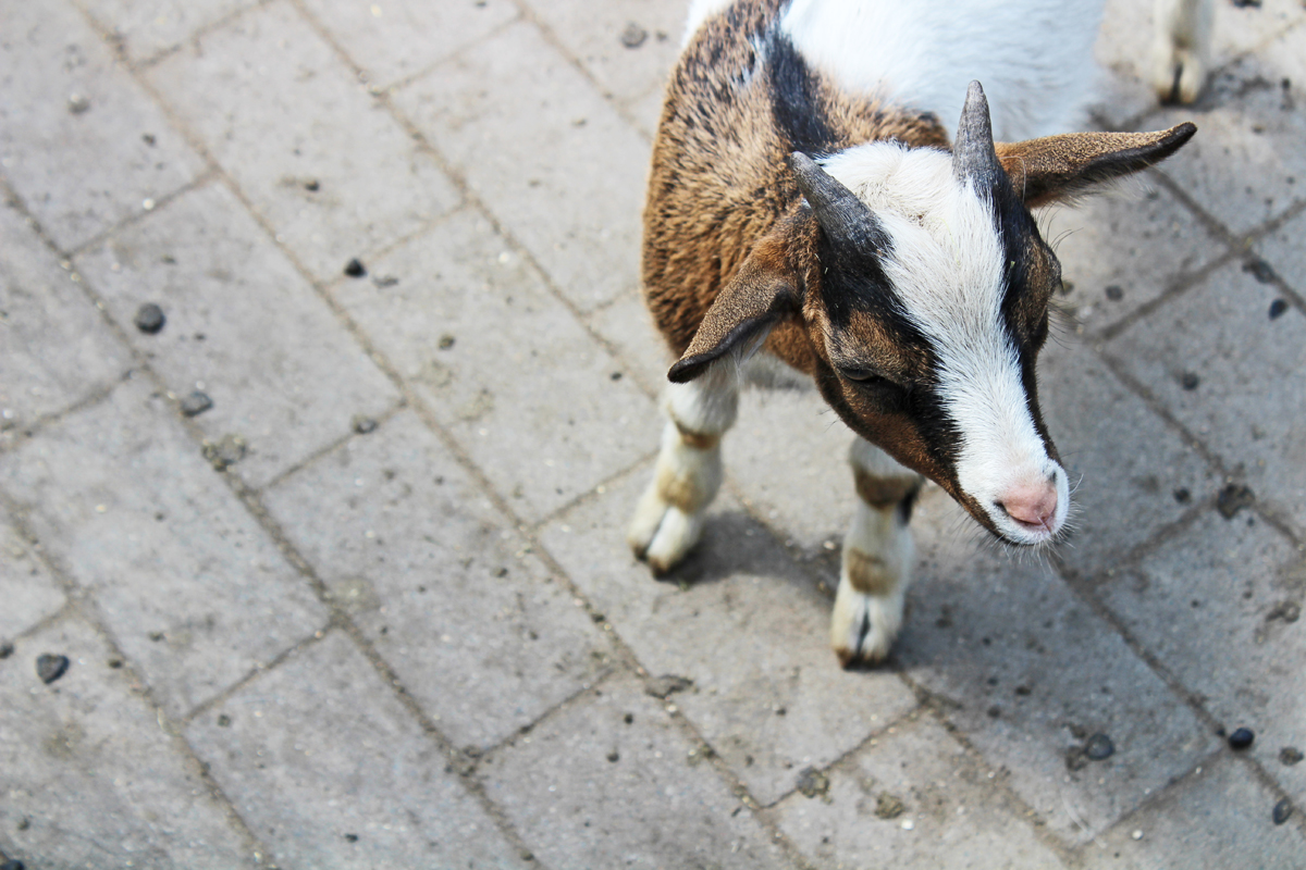 Das Bild zeigt eine Ziege im Tierpark des Kaisergarten Oberhausen