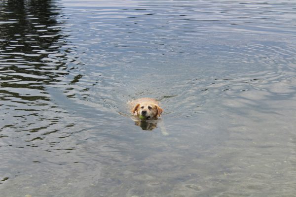Das Bild zeigt einen Hund im Wasser
