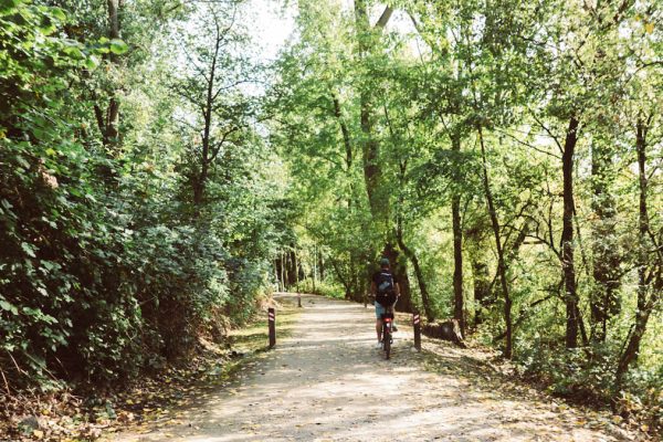 Das Bild zeigt einen Radfahrer im Wald