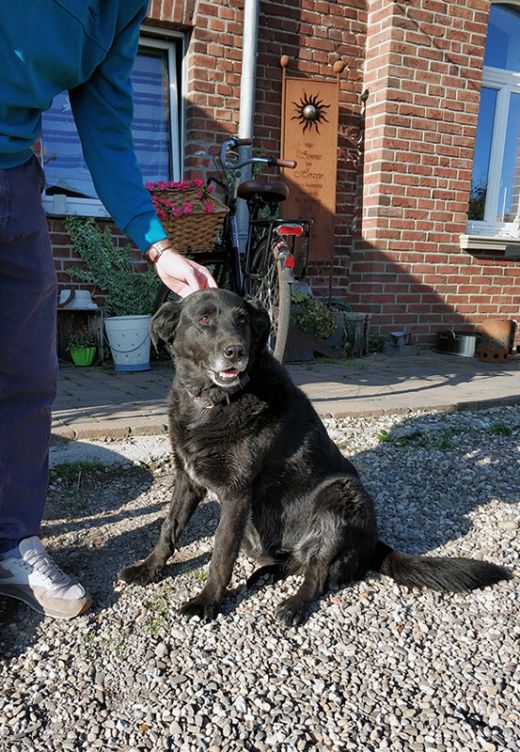 Das Foto zeigt Hofhund Tessa