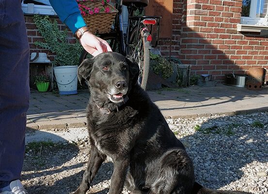 Das Foto zeigt Hofhund Tessa