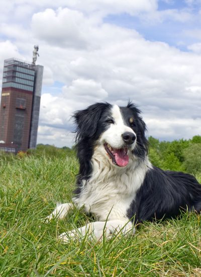 Das Foto zeigt Hund Fino im Nordsternpark Gelsenkirchen, der sich bestens als Ziel für einen Kurzurlaub mit Hund im Ruhrgebiet eignet