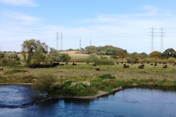 Das Bild zeigt Auerochsen an der Ruhr