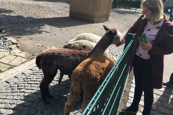 Das Foto zeigt, wie Katalina Alpakas im Gysenbergpark in Herne füttert