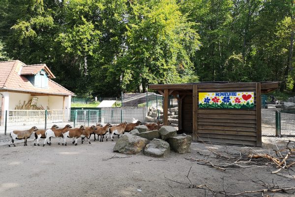 Das Bild zeigt Tiere im Gysenbergpark in Herne