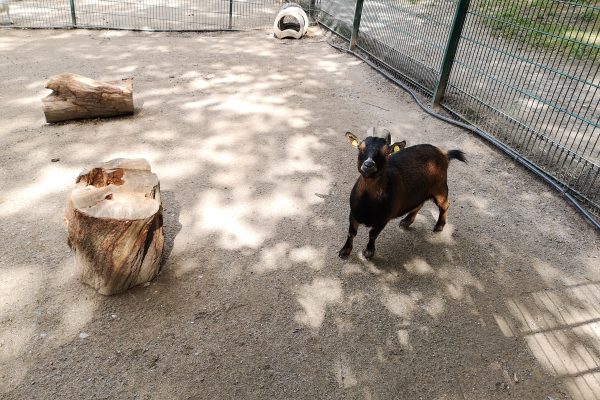 Das Bild zeigt eine Ziege im Gysenbergpark in Herne