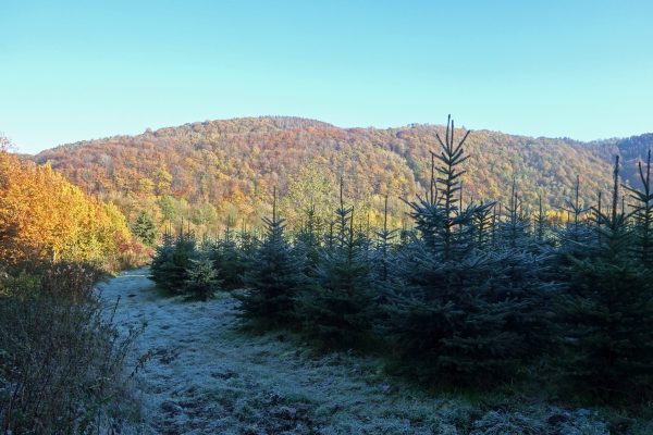 Das Bild zeigt Tannenbäume auf Gut Kuhweide