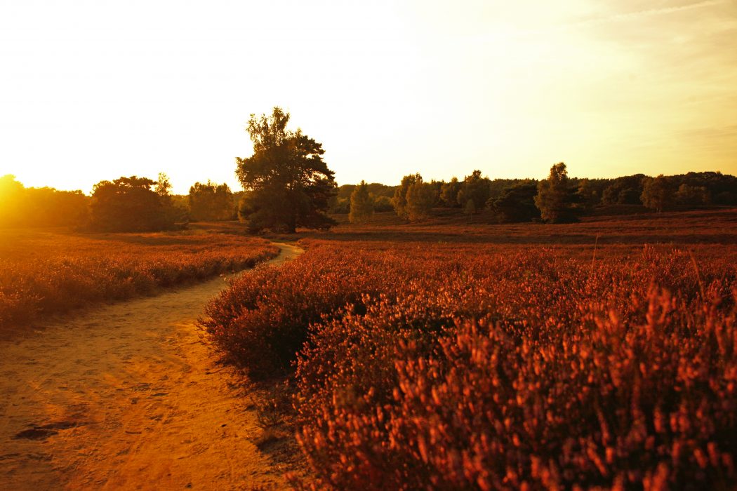 Das Foto zeigt die Westruper Heide