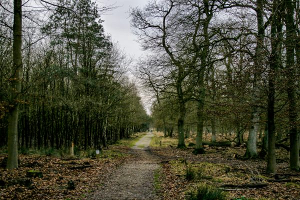 Das Bild zeigt den Diersfordter Wald in Wesel