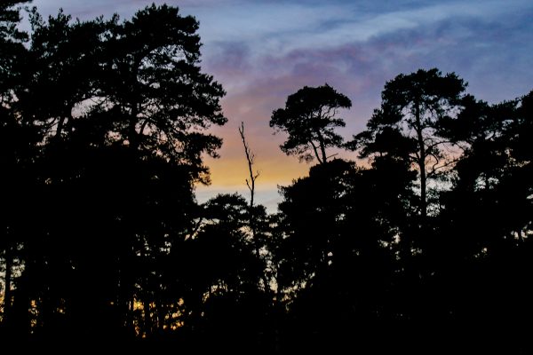 Das Bild zeigt den Diersfordter Wald in Wesel