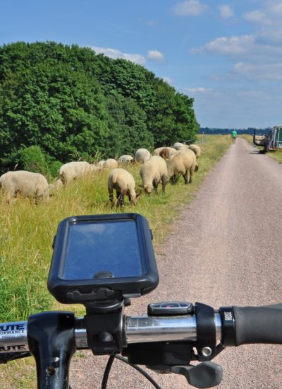 Das Foto zeigt einen Radfahrer und Schafe auf dem Rheindamm