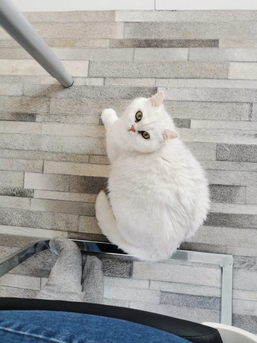 Das Foto zeigt eine weiße Katze im Homeoffice