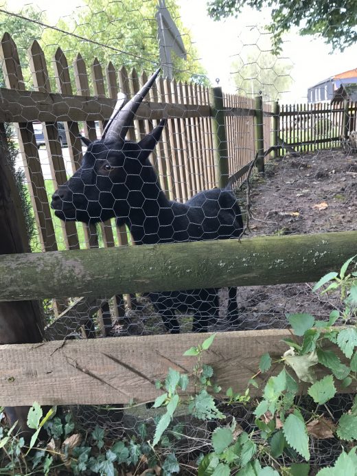 Ds Foto zeigt einen Ziegenbock in Essen Kettwig