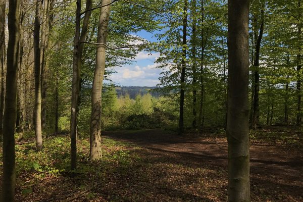 Das Bild zeigt einen Wald in Essen Kettwig