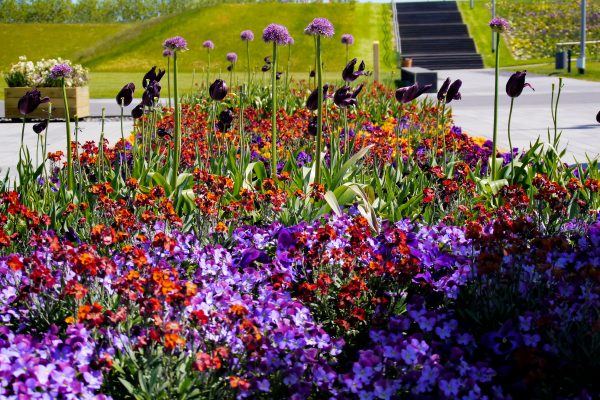 Das Bild zeigt Blumen auf der Landesgarten Kamp-Lintfort