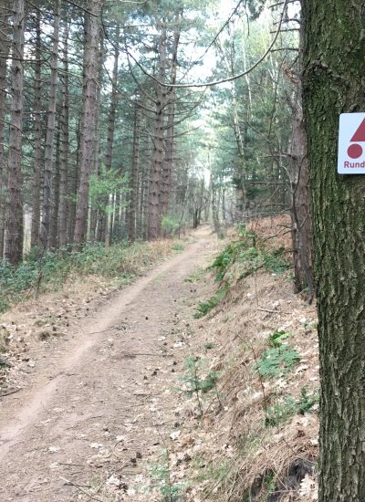 Das Bild zeigt die Mountenbikestrecke in der Haard