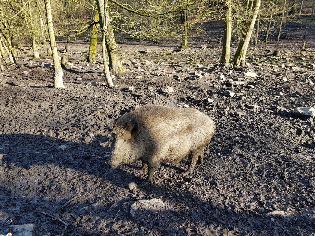 Das Bild zeigt ein Schwein im Wildgehege