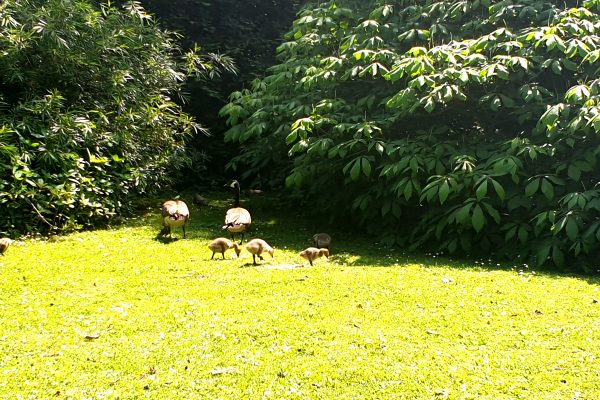 Das Bild zeigt Gänse im Rombergpark Dortmund