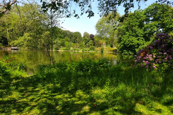 Das Bild zeigt den Teich im Rombergpark Dortmund