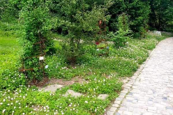 Das Bild zeigt Clematis im Rombergpark Dortmund