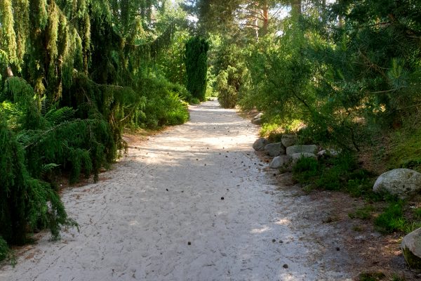 Das Bild zeigt die Moorlandschaft im Rombergpark Dortmund