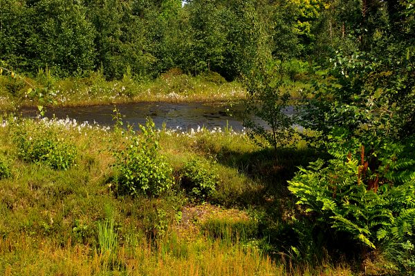 Das Bild zeigt die Moorlandschaft im Rombergpark Dortmund