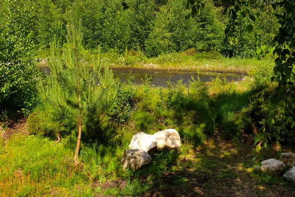 Das Bild zeigt die Moorlandschaft im Rombergpark Dortmund