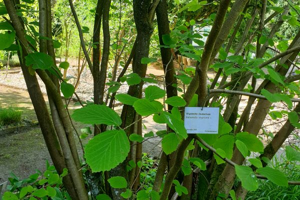 Das Bild zeigt eine Pflanze im Rombergpark Dortmund