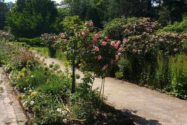 Das Bild zeigt Pflanzen im Rombergpark Dortmund