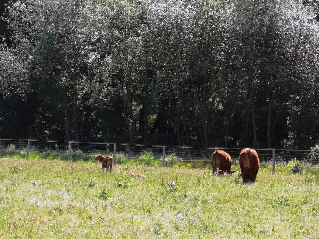 Das Bild zeigt Kühe und Kälber im Naturschutzgebiet Tippelsberg