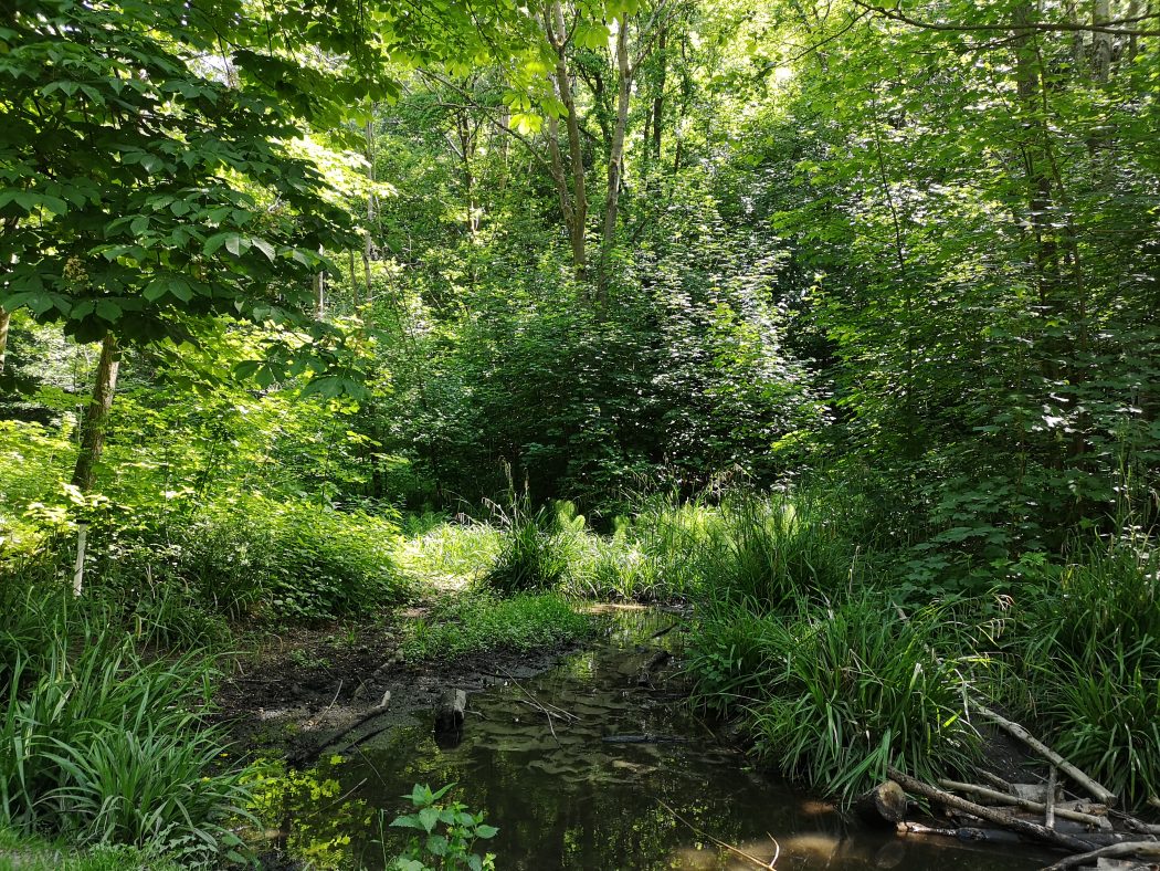 Das Bild zeigt das Naturschutzgebiet Tippelsberg