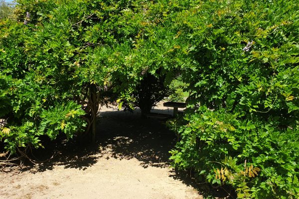 Das Bild zeigt einen Baum im Rombergpark Dortmund