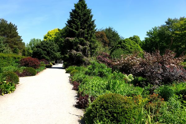 Das Bild zeigt einen Weg im Rombergpark Dortmund