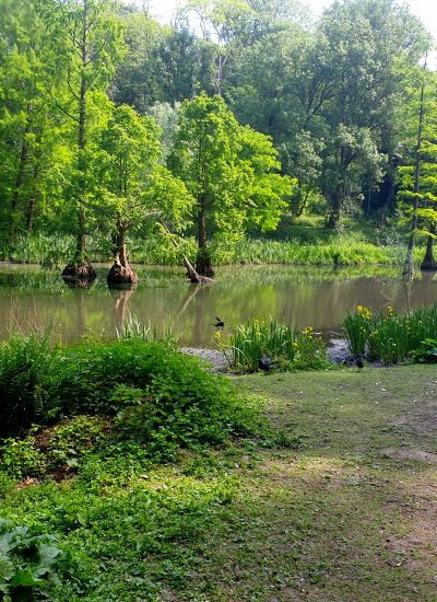 Das Bild zeigt Sumpfzypressen im Rombergpark Dortmund