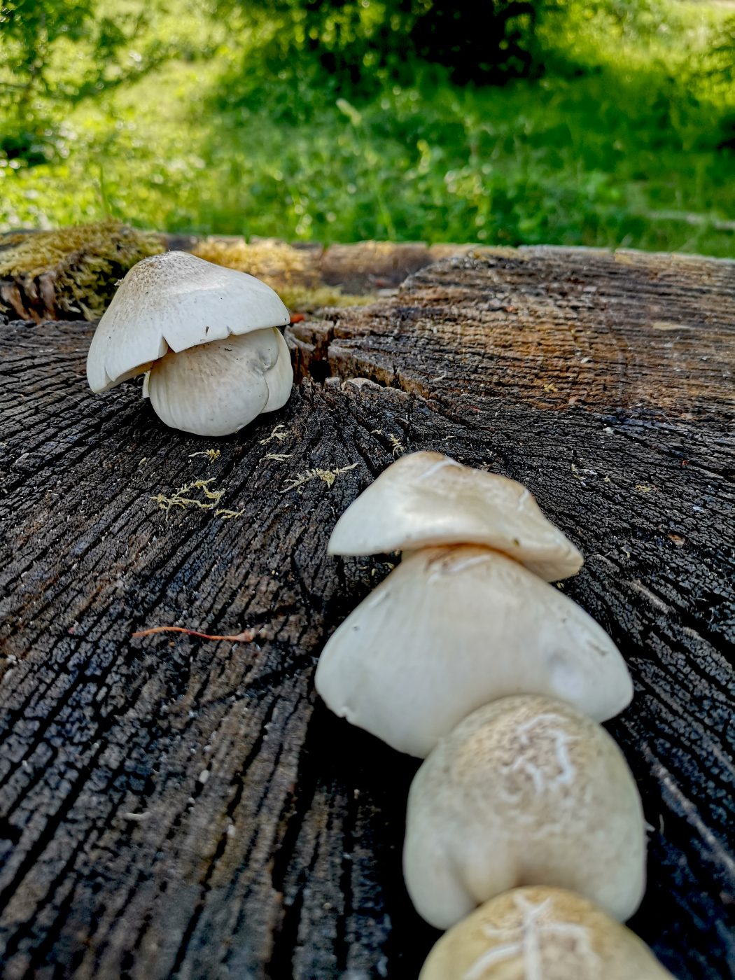 Das Bild zeigt eine Reihe Pilze.