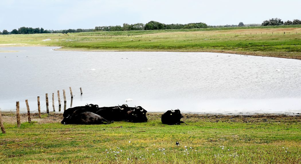 Das Bild zeigt eine Herde Wasserbüffel.