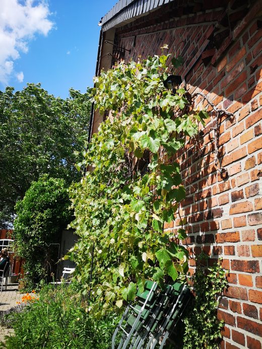 Das Bild zeigt eine Weinranke an einer Mauer.