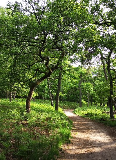 Das Bild zeigt einen Weg in einem Wald.