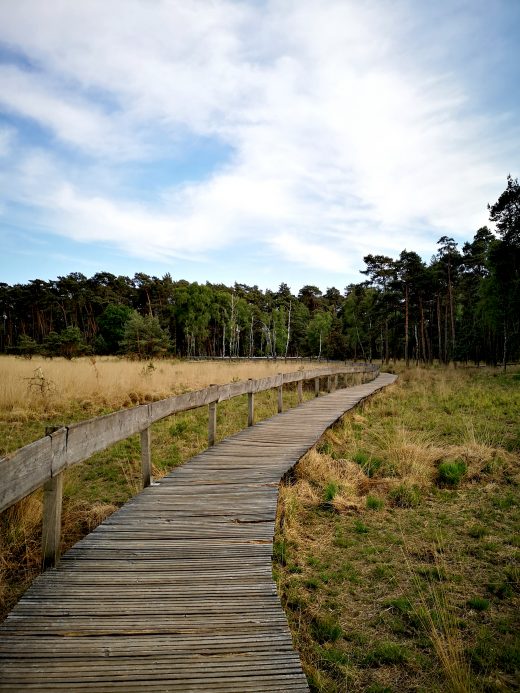 Das Bild zeigt einen Bohlenweg in einer Moorlandschaft.