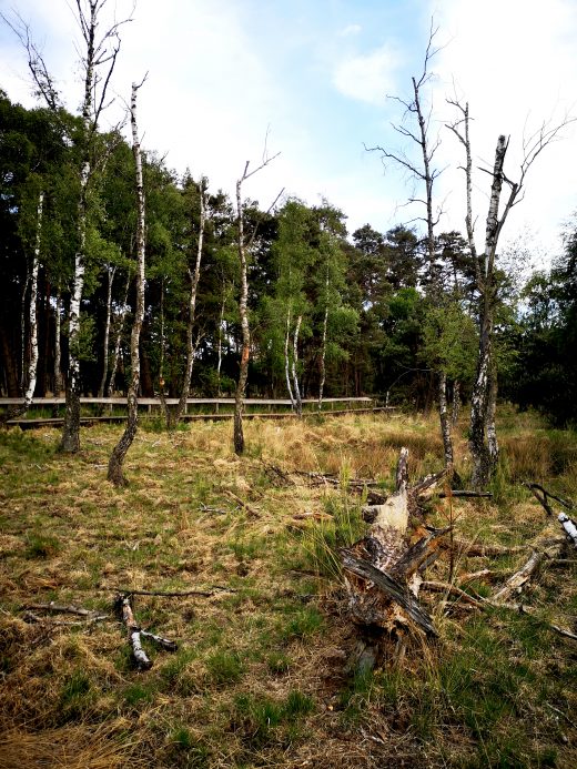 Das Bild zeigt Baumstämme in einem Moor