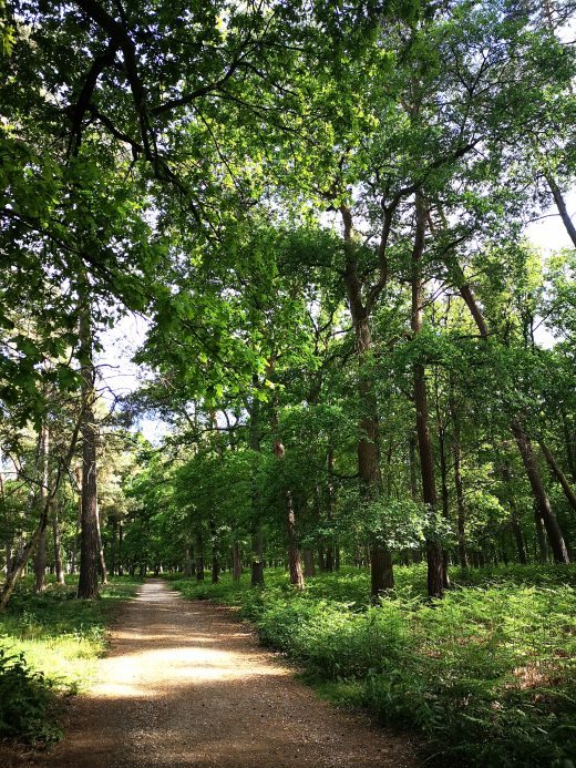 Das Bild zeigt einen Waldweg.