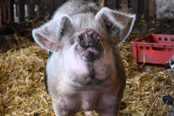 Das Foto zeigt „RTL-Schwein“ Elsa, das vier Wochen lang von Jenke von Wilmsdorff begleitet wurde