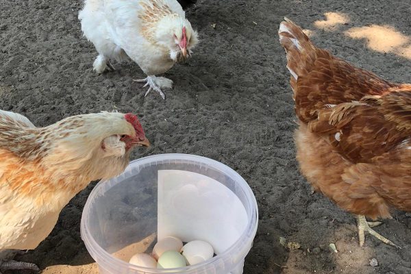 Das Foto zeigt Hühner und Eier an der Nutztierarche in Hamm