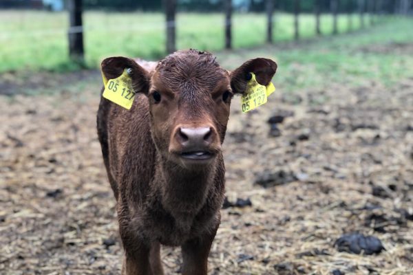 Das Foto zeigt ein Dexter-Rind-Kalb der Nutztierarche in Hamm