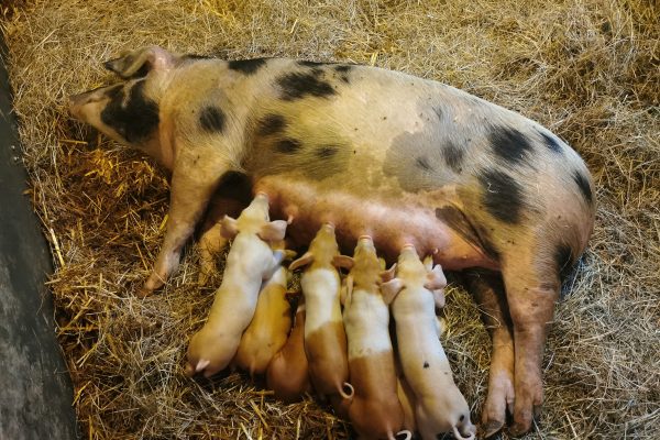 Das Foto zeigt Ferkel samt Mama der Nutztierarche in Hamm