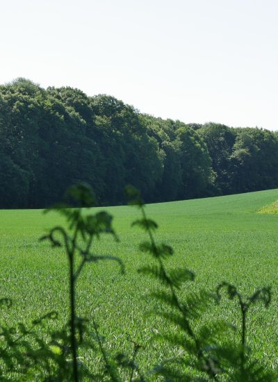 Das Bild zeigt einen Teil des Hohe Mark Steigs